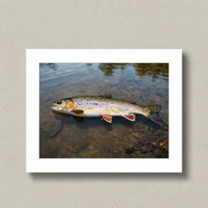 Native Trout Study Print